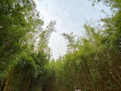 -森波拉火山温泉