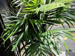 -清雅臻品·竹林院落·新派青岛菜(崂山店)