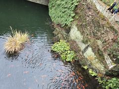 -千岛湖城中湖游船码头