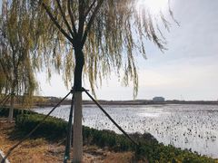 -天津东丽湖风景区