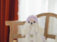 -萌宠之家·腊肠犬·马尔泰·小体犬舍