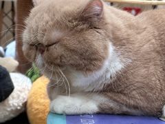 -滚猫咖啡·猫咖·猫友好撸猫(未来城店)