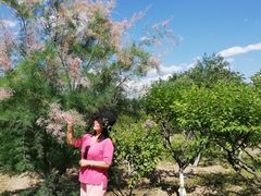 -永定河休闲森林公园