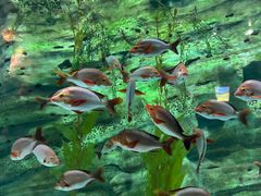 -珠海长隆海洋王国