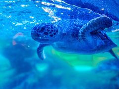 -海合安成都极地海洋公园