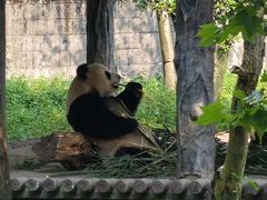 -中国大熊猫保护研究中心雅安碧峰峡基地