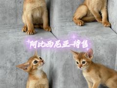 -小猫来了·猫舍(红山六九七九店)