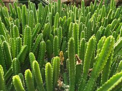 -北京植物园-展览温室