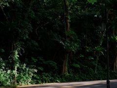 -深圳仙湖植物园