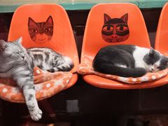 -猫咪博物馆(顶澳仔猫街店)