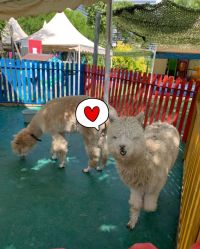 -萌宠亲子动物乐园(槐房万达店)