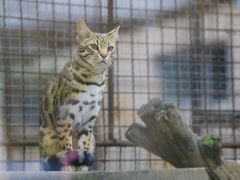 -青藏高原野生动物园