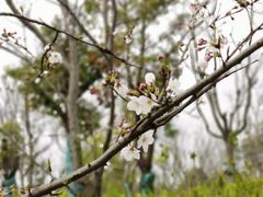 -广富林郊野公园