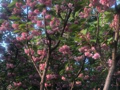 -喜来登酒店-盛宴标帜餐厅