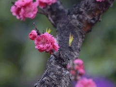 -南国桃园旅游度假区