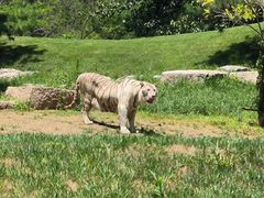 -北京野生动物园
