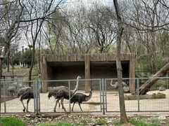 -合肥野生动物园