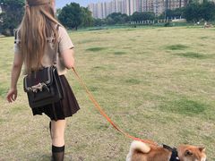 -南京Hallo宠物乐园·哈罗犬舍·柴犬繁育基地