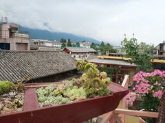 -喵屿·大理花园猫咖