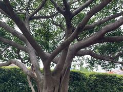 -厦门国家会计学院