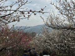 -香雪海