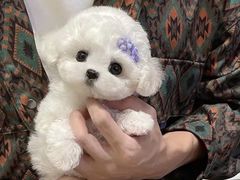 -唐小姐の猫狗洗护·购宠旗舰店(周浦万达店)