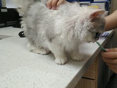 -瑞鹏宠物医院·普外科·影像科·皮肤科(城市山谷分院)