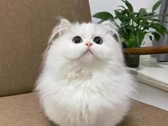 -猫十亿·布偶金渐层·曼基康矮脚猫舍(青年路店)