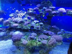 餐饮设施-上海海昌海洋公园