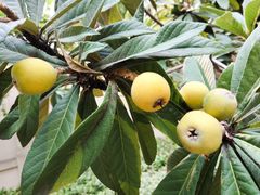 -南京市芳草园小学(凤凰校区)