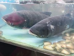 -全乐鱼馆·淳牌有机鱼直营店