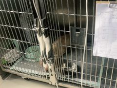-申普宠物医院·眼科·心内科·影像科(普陀分院)