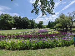 -上海共青森林公园