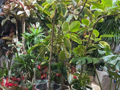 -双季花艺园艺市场(浦东店)