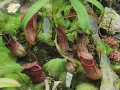 -国家植物园南园