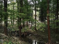 -白水寺森林公园