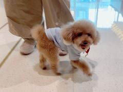 -帕帕拉兹宠物(亚洲旗舰店)