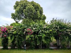 -西山漾湿地公园