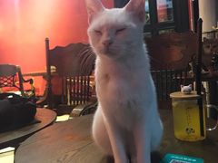-猫色咖啡·猫咖