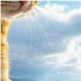 一只漂亮的小猫的照片
