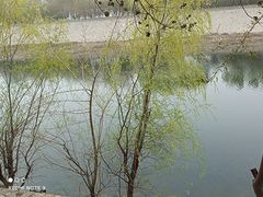 -桃花堤公园