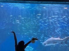 -海合安成都极地海洋公园