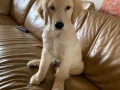 -翊宠yipet猫狗购宠庄园犬舍•猫舍