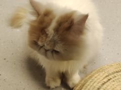 -Cappucimeow猫咪咖啡馆(韦伯时代店)