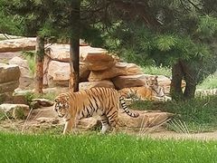 -北京野生动物园