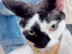 -佳雯宠物医院·皮肤科·内外科(春晓路分院)