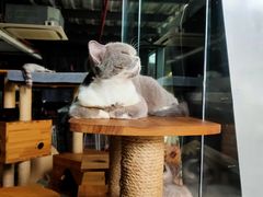 -more than meow吴止猫主题餐厅(承德 中船汇店)