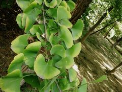 -石家庄市植物园