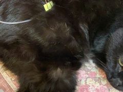 -纳吉亚猫专科动物医院·北北分院
