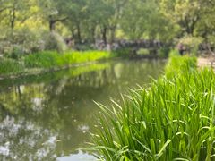 -上海共青森林公园